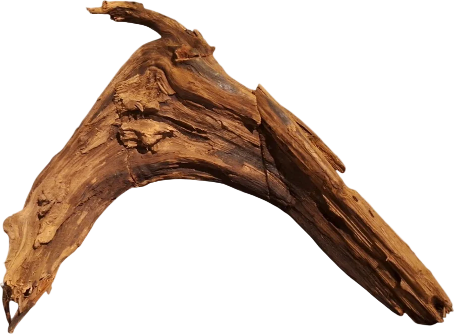 Akvarierot i äkta bogwood, 55 cm, P342623