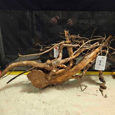 Tuskwood korzeń akwariowy z prawdziwego drewna bagiennego, 50-70cm