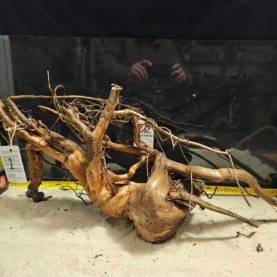 Tuskwood aquarium root in real bogwood, 50-70cm
