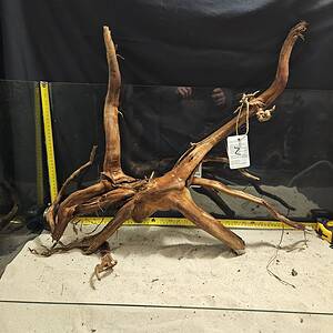 Tuskwood Aquascaping Root XXL Spider 50-70 nr2