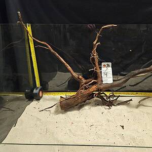 Tuskwood Aquascaping Root XXL Spider 50-70 nr4