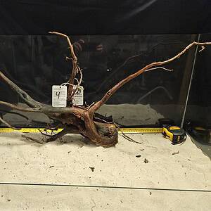 Detaljerat driftsträd av äkta bogwood för akvarieinredning och aquascaping.