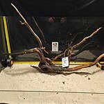 Tuskwood - Äkta bogwood för aquascaping, naturlig dekoration till akvarium.