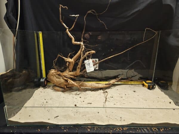 Tuskwood Aquascaping Root XXL Spider 50-70 nr9 - Bild 3