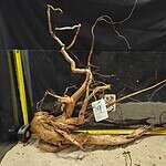 Unik äkta bogwood för eleganta akvariumlandskap och aquascaping. Perfekt för natursköna akvarieuttryck och hemdekor.