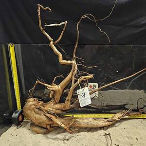 Unik äkta bogwood för eleganta akvariumlandskap och aquascaping. Perfekt för natursköna akvarieuttryck och hemdekor.