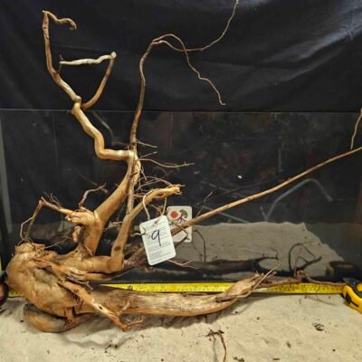Unik äkta bogwood för eleganta akvariumlandskap och aquascaping. Perfekt för natursköna akvarieuttryck och hemdekor.