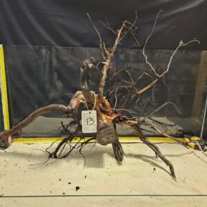 Öppen, naturlig driftwood för akvarium och aquascaping. Handplockad äkta bokträ för vackra vattenlandskap.