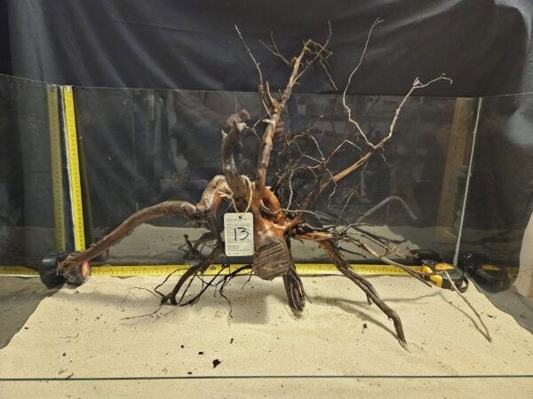 Öppen, naturlig driftwood för akvarium och aquascaping. Handplockad äkta bokträ för vackra vattenlandskap.