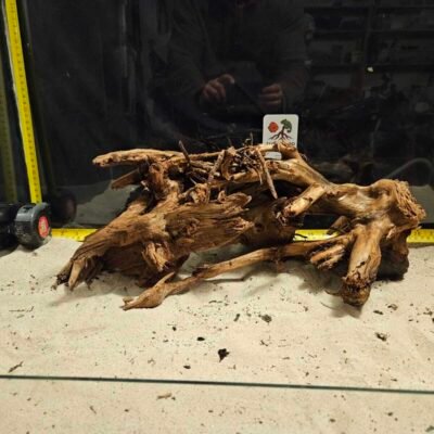 Tuskwood korzeń akwariowy z prawdziwego drewna bagiennego, 40-50 cm