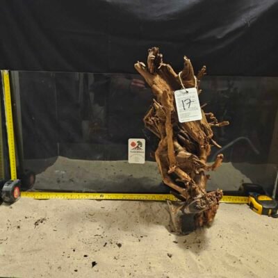Tuskwood korzeń akwariowy z prawdziwego drewna bagiennego, 40-50 cm