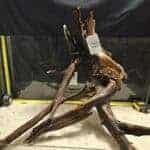 Unikt böjt bogwood för akvariefisk och aquascaping, perfekt för naturliga aquascapes och skönhet.