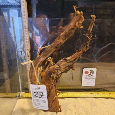 Tuskwood aquarium root in real bogwood, 30-40 cm