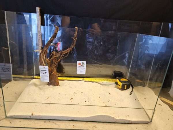 Tuskwood Aquascaping Root Bonsai Tree Style L (30-40 cm) 27 - Bild 2