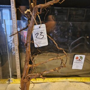 Tuskwood Aquascaping Root Bonsai Tree Style L (30-40 cm) 23
