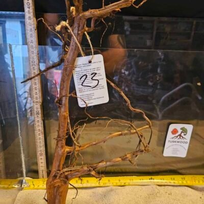 Tuskwood aquarium root in real bogwood, 30-40 cm