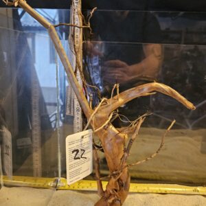 Tuskwood Aquascaping Root Bonsai Tree Style L (30-40 cm) 22