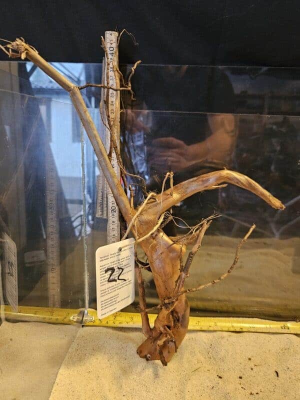 Tuskwood Aquascaping Root Bonsai Tree Style L (30-40 cm) 22