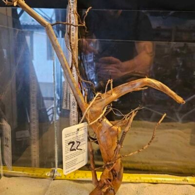Tuskwood Racine d'aquarium en véritable tourbière, 30-40 cm