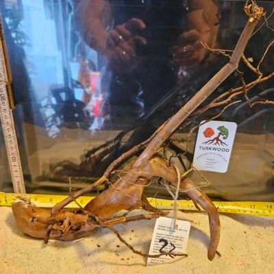 Tuskwood korzeń akwariowy z prawdziwego drewna bagiennego, 30-40 cm
