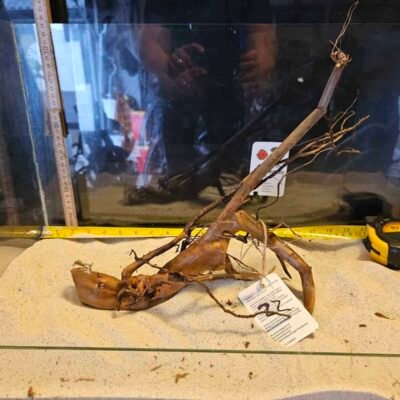 Tuskwood Aquarienwurzel aus echtem Moorholz, 30-40 cm