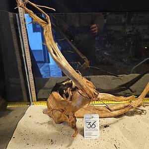 Tuskwood Aquascaping Root XL Rootflow 40-50cm nr36 C