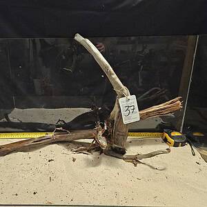 Tuskwood Aquascaping Root XXL Rootflow 50-70cm nr37 C