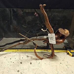 Tuskwood Aquascaping Root XXL Rootflow 50-70cm nr40 C