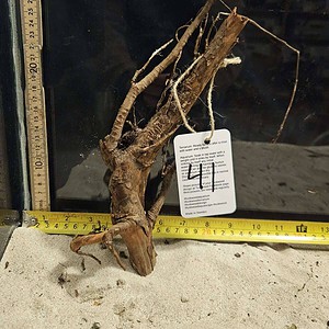 Tuskwood Aquascaping Root Bonsai Tree Style M 20-30 nr41