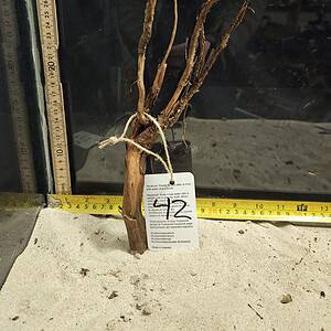 Tuskwood Aquascaping Root Bonsai Tree Style M 20-30 nr42