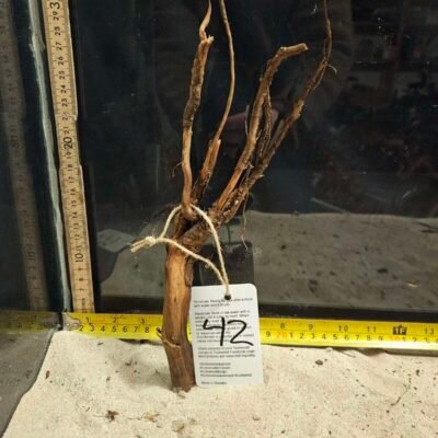 Tuskwood aquarium root in real bogwood