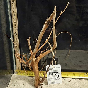 Tuskwood Aquascaping Root Bonsai Tree Style M 20-30 nr43