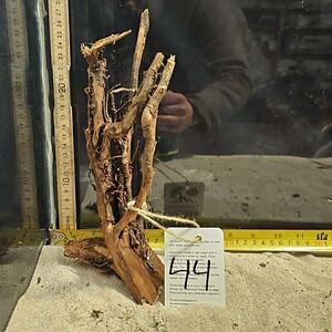 Tuskwood Aquascaping Root Bonsai Tree Style M 20-30 nr44