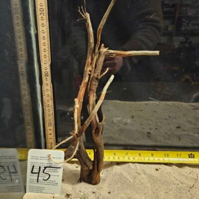 Tuskwood aquarium root in real bogwood (racine d'aquarium en véritable tourbière)