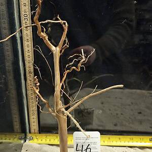 Tuskwood Aquascaping Root Bonsai Tree Style M 20-30 nr46