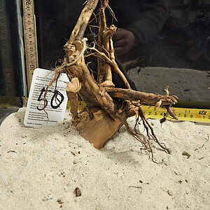Tuskwood Aquascaping Root Bonsai Tree Style M 20-30 nr50