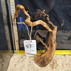 Tuskwood Aquascaping Root Bonsai Tree Style M 20-30 nr51