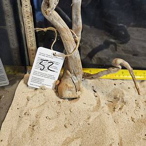 Tuskwood Aquascaping Root Bonsai Tree Style M 20-30 nr52