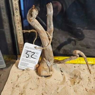 Tuskwood aquarium root in real bogwood