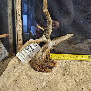 Tuskwood Aquascaping Root Bonsai Tree Style M 20-30 nr54
