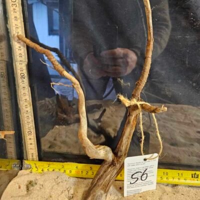 Tuskwood akvaariojuuri aidossa suopuussa