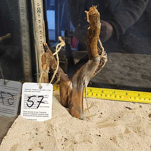 Tuskwood Aquascaping Root Bonsai Tree Style S 10-20 nr57