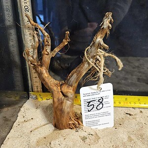 Tuskwood Aquascaping Root Bonsai Tree Style S 10-20 nr58