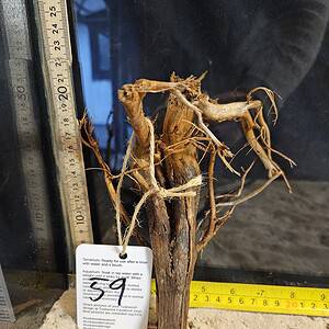 Tuskwood Aquascaping Root Bonsai Tree Style S 10-20 nr59