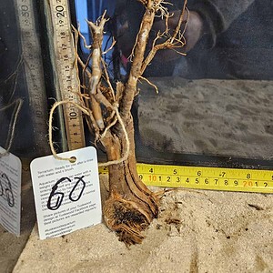 Tuskwood Aquascaping Root Bonsai Tree Style S 10-20 nr60