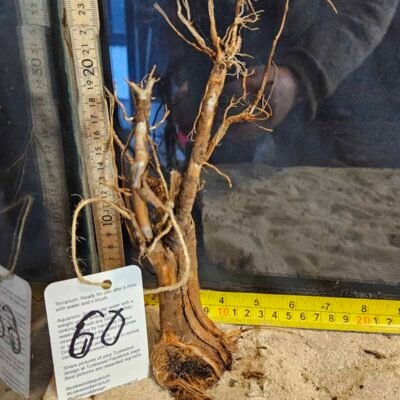 Tuskwood aquarium root in real bogwood