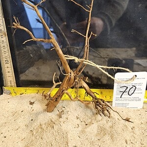 Tuskwood Aquascaping Root Bonsai Tree Style M 20-30 nr70
