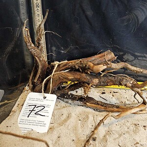 Tuskwood Aquascaping Root M Rootflow 20-30 nr72 A