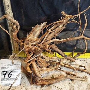 Tuskwood Aquascaping Root M Rootflow 20-30 nr76 AA