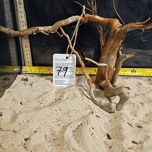 Tuskwood Aquascaping Root Bonsai Tree Style Wide M 20-30 nr79